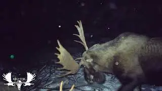 Fight Night (Amazing trail cam footage of moose fighting)