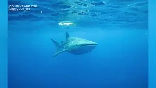 &lsquo;Surreal experience&rsquo;: Whale shark spotted off West Oahu waters