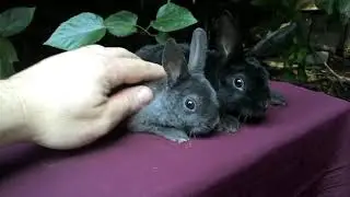 Filhotes Mini Rex