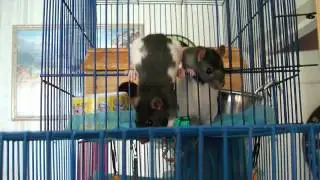 DSCF1511