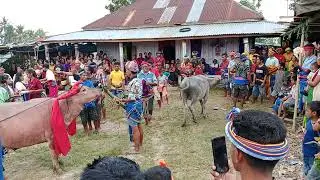 #budaya sumba#ntt.acara penguburan tulang@#