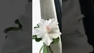 White beauty#adenium #arabicum #desertrose #flowers #viralvideo #song