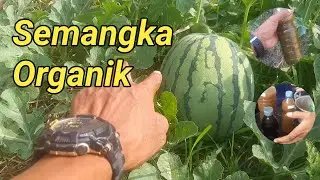 SEMANGKA ORGANIK// ZAGRES ORGANIK TV