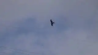 Desweef-Flying High