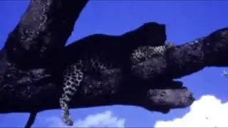 Wildlife Analysis - Boards of Canada (Music Video)