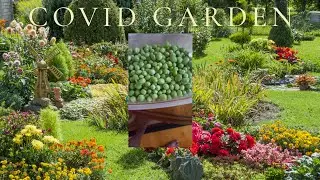 Unbelievable!!African immigrant plants a garden in AMERICA, reaps a humongous harvest during covid