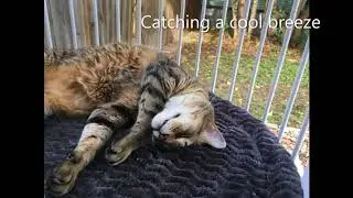 Cat Solarium  Cat Window Box Medium