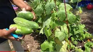 I Moved Entire Garden To New Home and Garden Tour  | Cucumber Up Potting