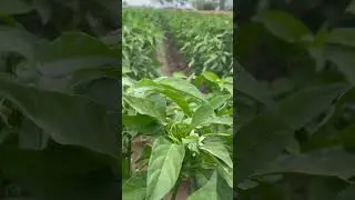 Chilli farming in pakistan