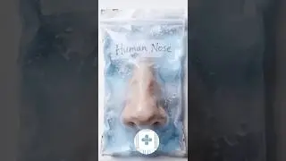 The nose: a sensor, filter, protector and memory trigger👃 #humanbiology #medicalstudent #ENTdoctor
