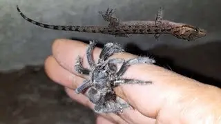 Catching Cute Black Tarantulas and Baby Geckos 