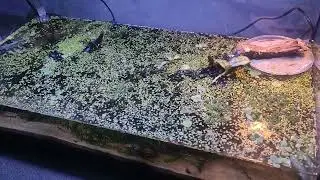 Ż&oacute;łwie wonne Sternotherus odoratus, nowe akwaterarium 🙂.
