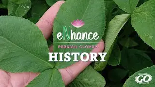 eNhance Persian Clover | History of Persian Clover