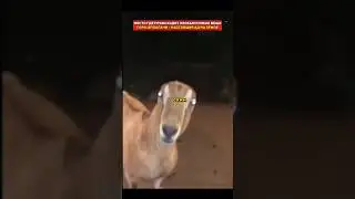 В горах Аппалачи обитают скинволкеры #тайна #аномалии