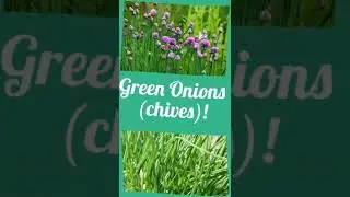 Top 10 Foods You Can Grow in the Shade!