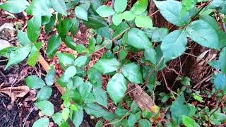 Vid # 76 Poison wood & Ivy