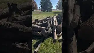 Got a load of logs delivered. Time to get to work. #firewood