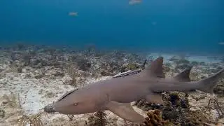 Snorkeling and Diving the Bahamas 2026