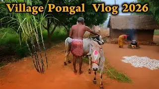 Village Pongal Celebration 2026🌾🐮 #pongalcelebration #pongal #hype #village #jallikattu #pongalkolam