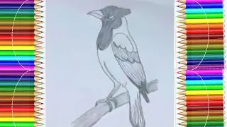 🖍️ How to Draw a Magpie &ndash; Easy Drawing for Kids