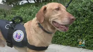Emotional Support Dogs Helping With Mental Health Side Of Surfside Tragedy
