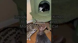 This was incredibly unexpected 🤯 #animals #cat #genet #werewolf