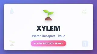 Xylem: Water Transport Tissue in Plants | Plant Biology Explained
