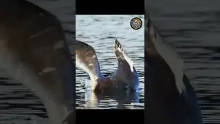 Graceful Predator: The Spectacular Fishing Eagle in Action #animals #trending #viral #facts #eagle