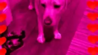 Dog 