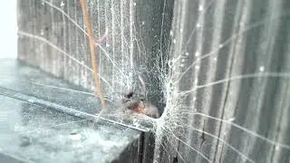 Tube web spider attacking, Gloucester, UK