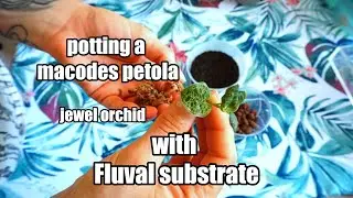 Macodes Petola repotting jewel orchid with Fluval Stratum