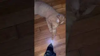 Vince the #orangecat blocking the hallway 😡 #cats #catshorts #catlover #catholic #catsofyoutube 🐈