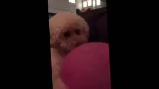 Labradoodle vs. Wubble Bubble