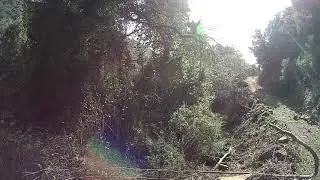 Ca&ccedil;a del porc senglar a Sant Iscle de Vallalta
