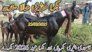 Bakra Mandi Hala | Today update | Mix goat breed | patari kamori goat | bakra | date 25/08/2025