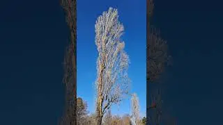 Bald poplar tree in the wind