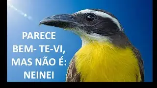 Neinei (Megarynchus pitangua) #aves #birds #natureza