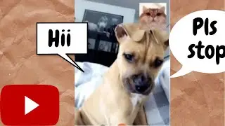 Cat video calls Dog|Best Funny Cats and Dogs 2021 Compilation| PetaMinute #shorts