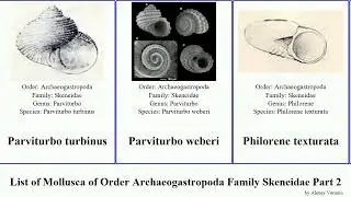 List of Mollusca of Order Archaeogastropoda Family Skeneidae Part 2 skenea parviturbo lucida