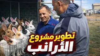 تجهيز وتطوير مشروع تربية الأرنب عند الأخ مرزاقي عادل الجزائري