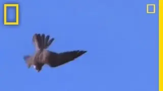 High-Velocity Falcon | National Geographic