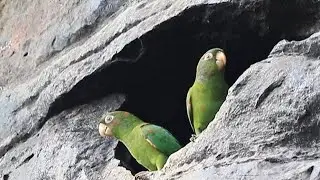 Catey Parrot Conservation