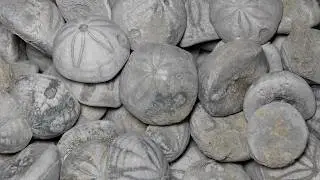 All About Extinct Sea Biscuits -  Only Found at Holden Beach, North Carolina!