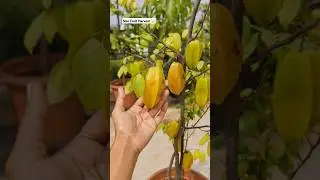 Harvesting Star Fruit from My Terrace Garden🌟 #terracegarden #fruit #shorts