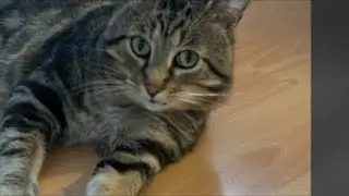 Cozy Cat Live Stream: Freddy&rsquo;s Home Day Fun!