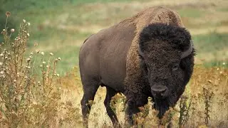 European Bison: The King of the Forest You Know Almost Nothing About
