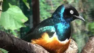 superb starling sings