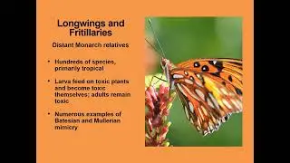 Enjoying Butterflies and Moths in Florida