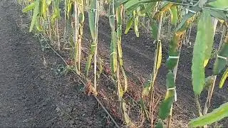 Off season management for dragonfruit growth