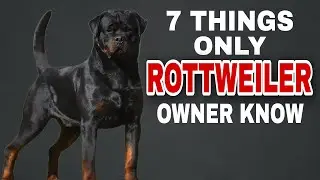7 Things Only Rottweiler Dog Owners Understand